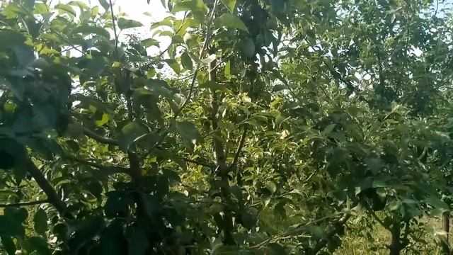 Яблоня сорт Флорина 5-й год на ММ 106, сорт иммунный к болезням смотреть онлайн