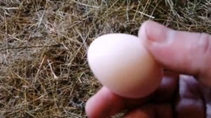 Весна .Утки .Загон для индоуток . Летний вольер для мускусных уток .