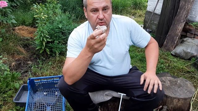 Планируем уборку чеснока. Сушка чеснока, с ботвой или без? Обрезка. смотреть онлайн