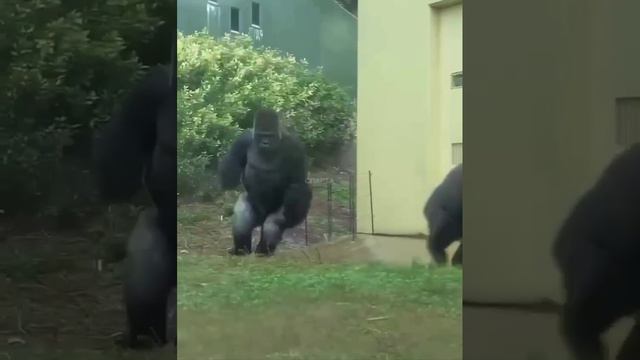Когда уходим пораньше с работы.🦍 смотреть онлайн
