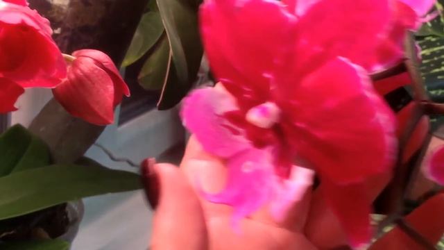 Цветение орхидей?бордовая зарисовка? смотреть онлайн