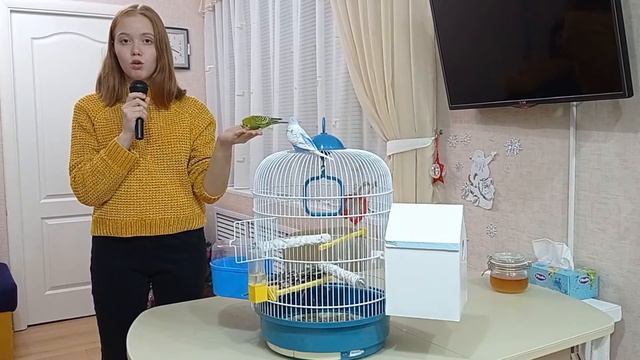 Волнистые Попугаи. смотреть онлайн
