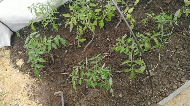 Замёрзли томаты.Что лучше? Полив Холодной водой на Рассвете или Эпин? Выбор сделан.Результаты.Уход. смотреть онлайн