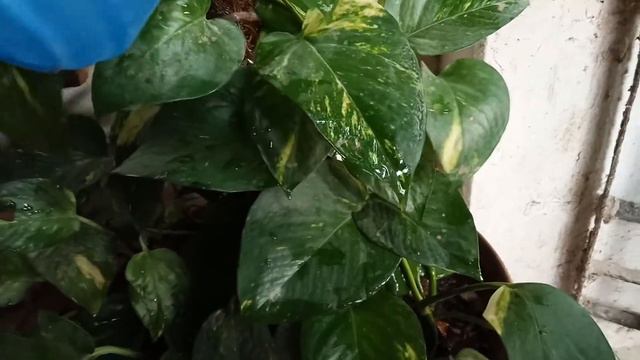 Grow Money Plant With Dispren /Aspirin  (Urdu /Hindi)