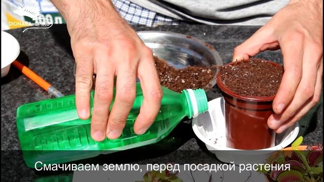 Лайфхак пересадка Венериной мухоловки смотреть онлайн