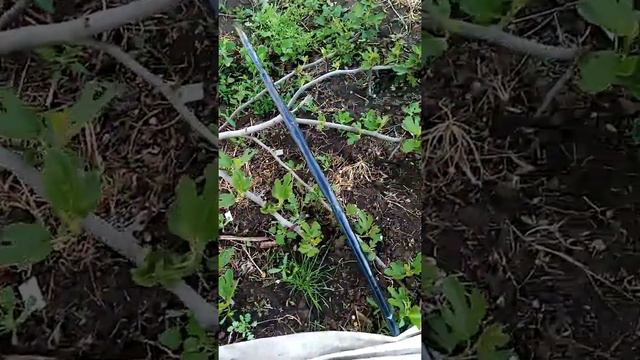 Урожай инжира БУДЕТ ЛЕТОМ. смотреть онлайн
