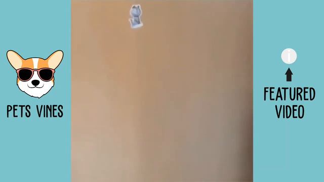 Я РЖАЛ ЦЕЛЫЙ ЧАС / СМЕШНЫЕ ЖИВОТНЫЕ, КОТЫ, СОБАКИ / FUNNY PETS / PETS VINES / TRY NOT TO LAUGH смотреть онлайн