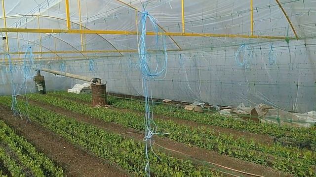 Горох Оскар на февраль месяц, были морозы смотреть онлайн