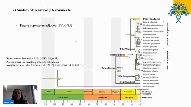 Descubriendo la ruta de la dispersión de Tillandsia subgenéro Tillandsia смотреть онлайн