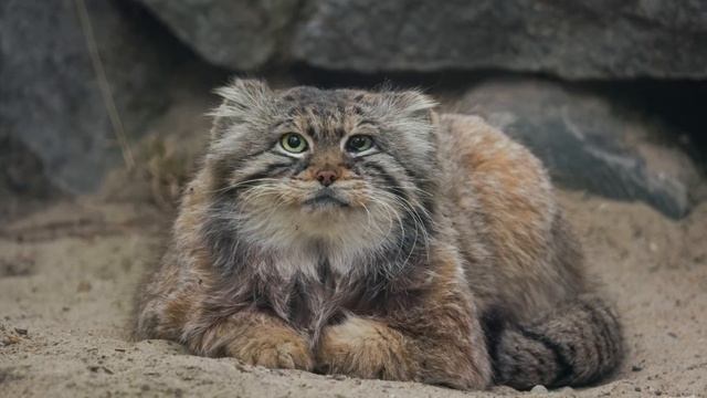 Zelenogorsk the Pallas's cat is chilling on his tail смотреть онлайн