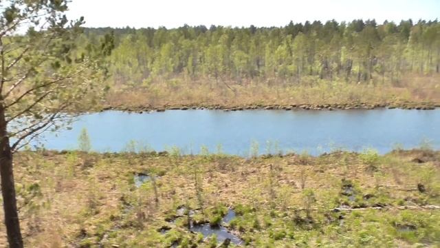 Лесное озеро. Открываю сезон рыбалки. #рыбалка. #озеро. смотреть онлайн