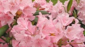 Рододендрон гибридный Хельсинский Университет ? обзор: как сажать, саженцы рододендроны