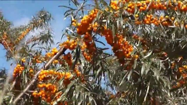 Очей очарованье... смотреть онлайн