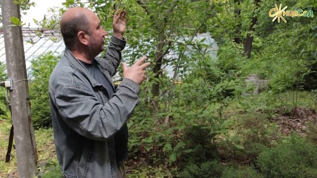 ? Магнолія Суланжа ? смотреть онлайн