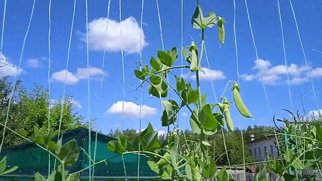 Чудо- горох от Людмилы Борисовны смотреть онлайн