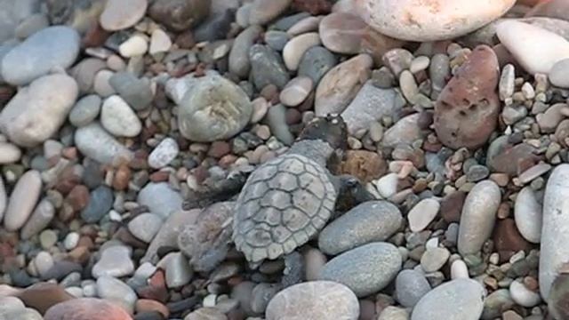 Рождение черепашат смотреть онлайн