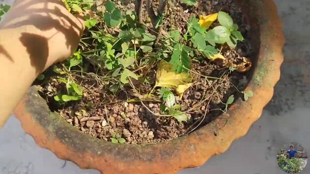 Blue Hibiscus Care & Tips | Alyogyne Huegelii | Bengali | смотреть онлайн