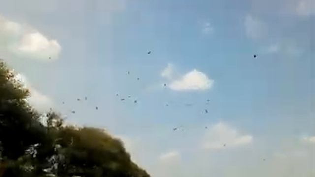 Саранча ставропольский край,солнечнодольск смотреть онлайн