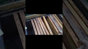 Осмотр рамок с сушью после обработки серной шашкой