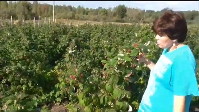 ремонтантная малина Полана,Полька,Зева. смотреть онлайн
