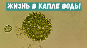 Жизнь в капле воды