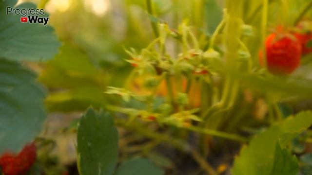 Осенью Под Клубнику Вношу Это Удобрение Результаты Потрясающие! смотреть онлайн