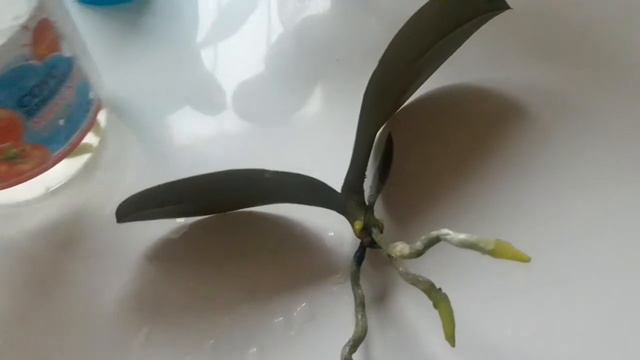 Моя адаптация орхидеи после покупки, или деток перед посадкой. смотреть онлайн