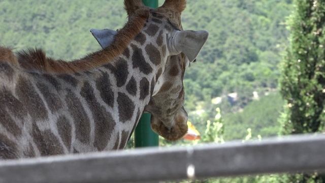 Жираф отказывается от угощений!) Сказка. Июнь 2020 смотреть онлайн