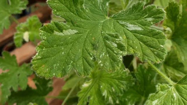 Pelargonija "Boths Snowflake" смотреть онлайн
