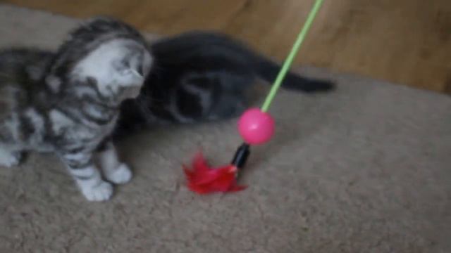 Шотландские вислоухие котята смотреть онлайн