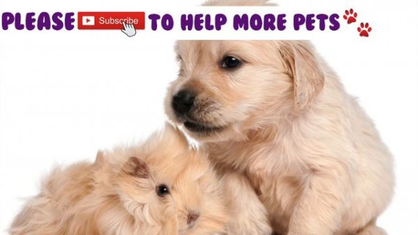 Calming Nature Sound for Dogs! Desensitise your Dog with Sound Effects Designed for Anxious Puppies