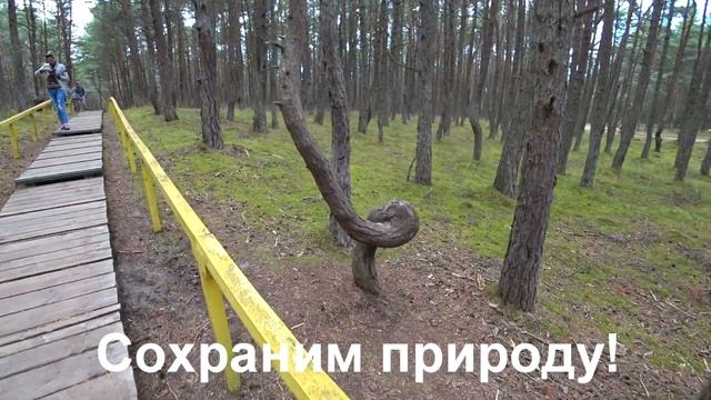 Они не ожидали, что попадут на камеру! Куршская коса. Танцующий лес.