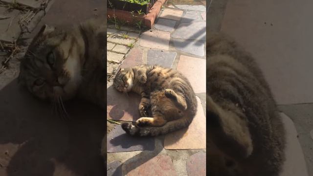Кот Антон смотреть онлайн