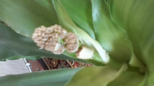 драцена размножение черенком смотреть онлайн