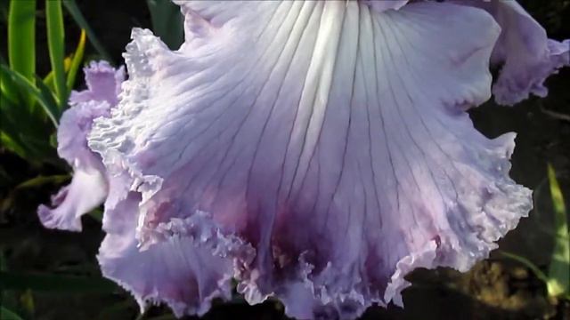 Фьюче Этрекшен высокий ирис смотреть онлайн
