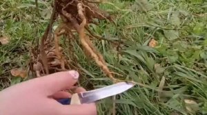 Как обрезать корни георгины осенью