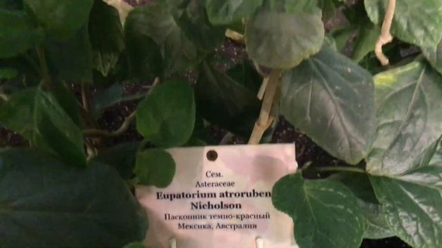 ЧАСТЬ 2 Оранжерея тропических и субтропических растений. Ботанический сад. Belarus botanical garden смотреть онлайн