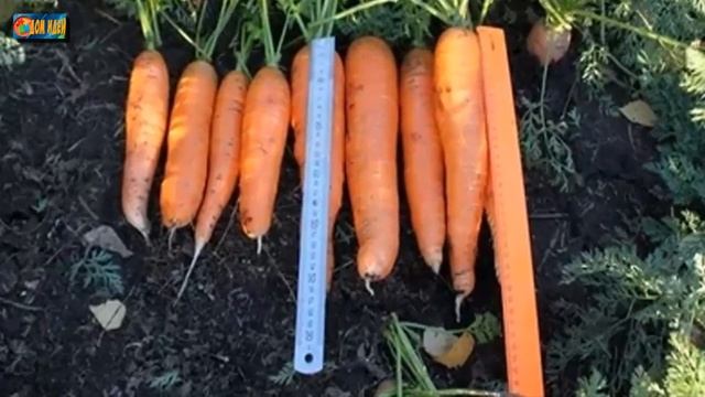 Технология выращивания моркови / Садим морковь смотреть онлайн