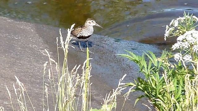 Кулик на берегу Клязьминского водохранилища. смотреть онлайн