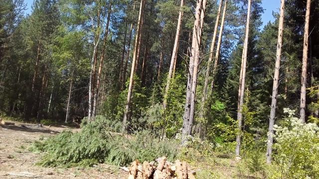 рубка леса в делянке смотреть онлайн