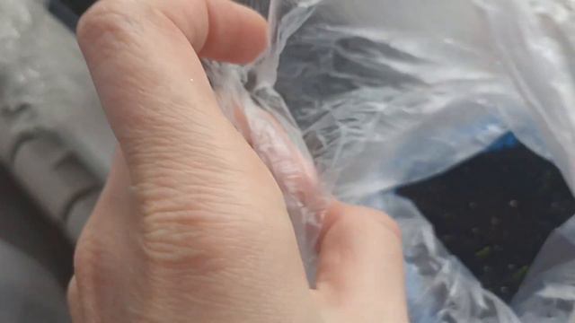 Всходы перца, монарды, шалфея ,лобелии и лука на 22.02.2024. смотреть онлайн