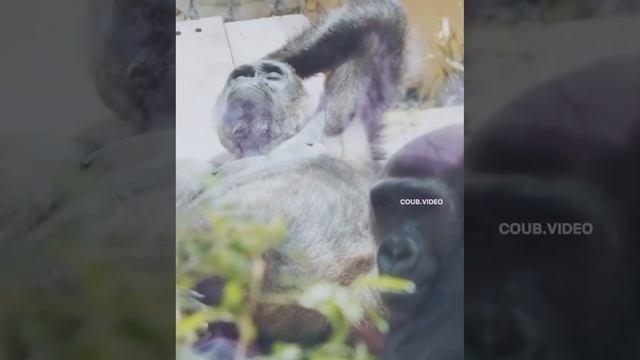 Директор смотреть онлайн