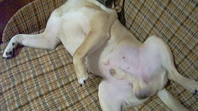 Мопс "Федя" храпит смотреть онлайн