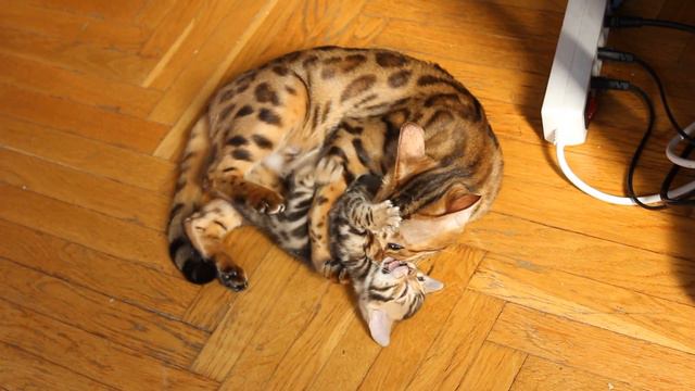 Бенгальская кошка с котенком смотреть онлайн