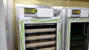 Как заработать 3 миллиона на инкубации яиц