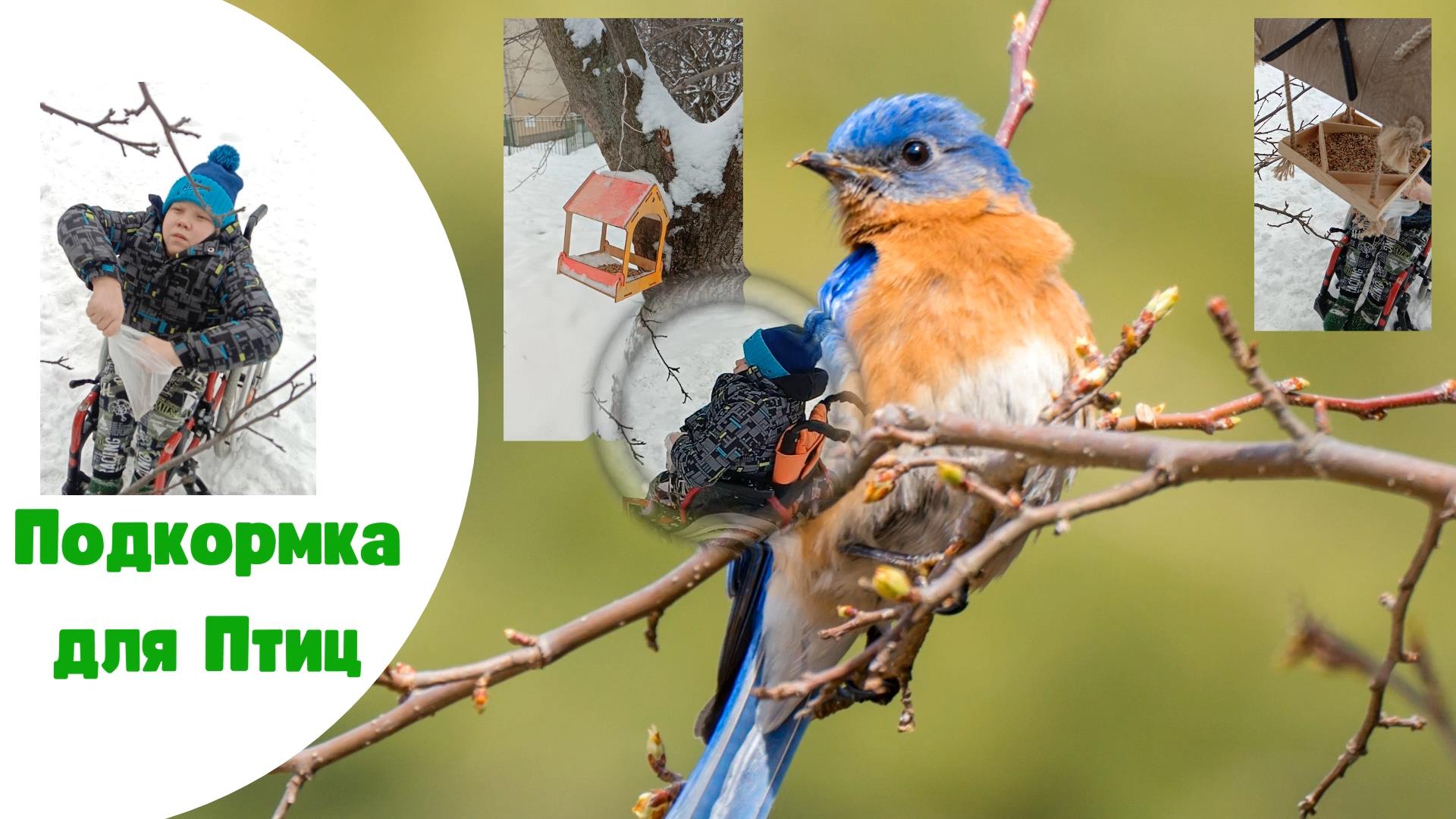 Корм для Птичек Весной смотреть онлайн