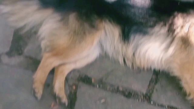 Любимая Джесся пытается поспать, ❤️❤️❤️ #собака, #собака-барабака, #собаки, #dog, #dogs смотреть онлайн