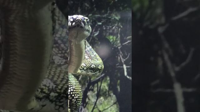 Diamond Python смотреть онлайн