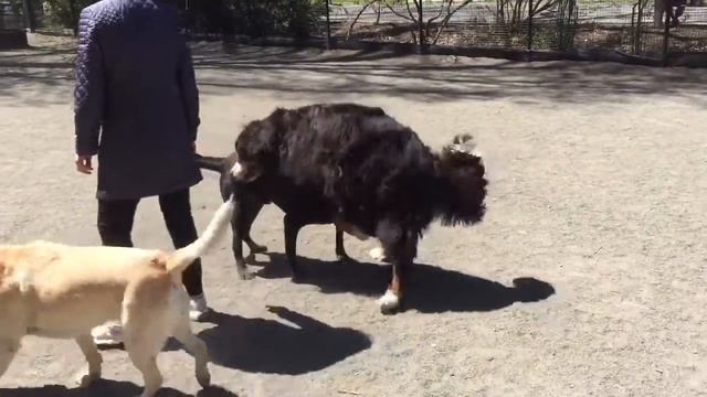 Niels Kirch - Sunny day in the dog park смотреть онлайн