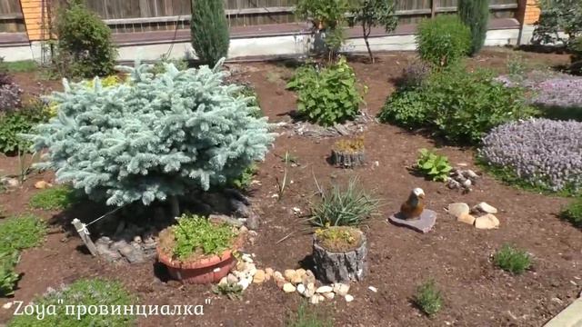 ТИМЬЯНЫ в саду. Зачем сажать тимьян (чабрец) в саду. Сорта тимьянов. смотреть онлайн